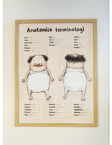 Anatomisk terminologi