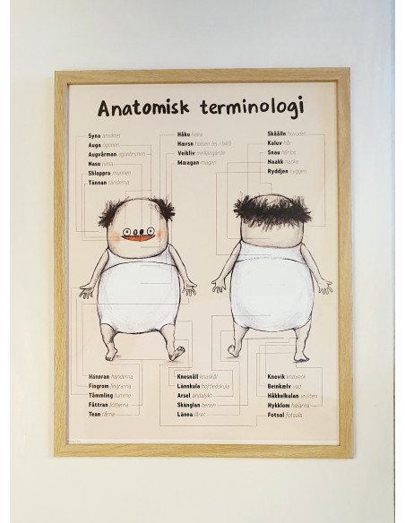 Anatomisk terminologi